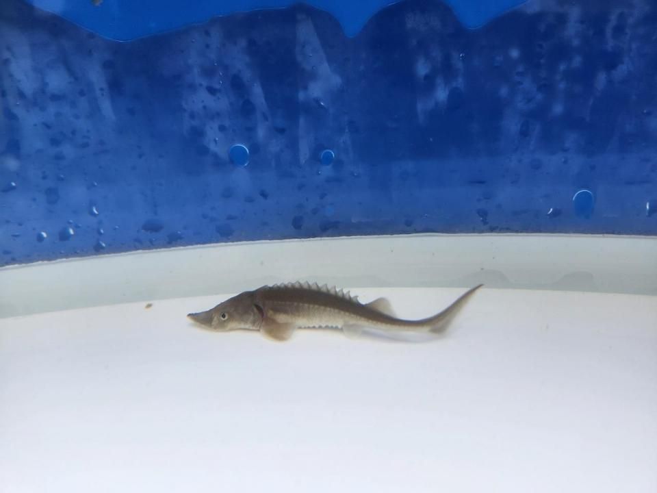 一点もの 訳あり個体 シベリアチョウザメ 12cm(2025.10.17現在)