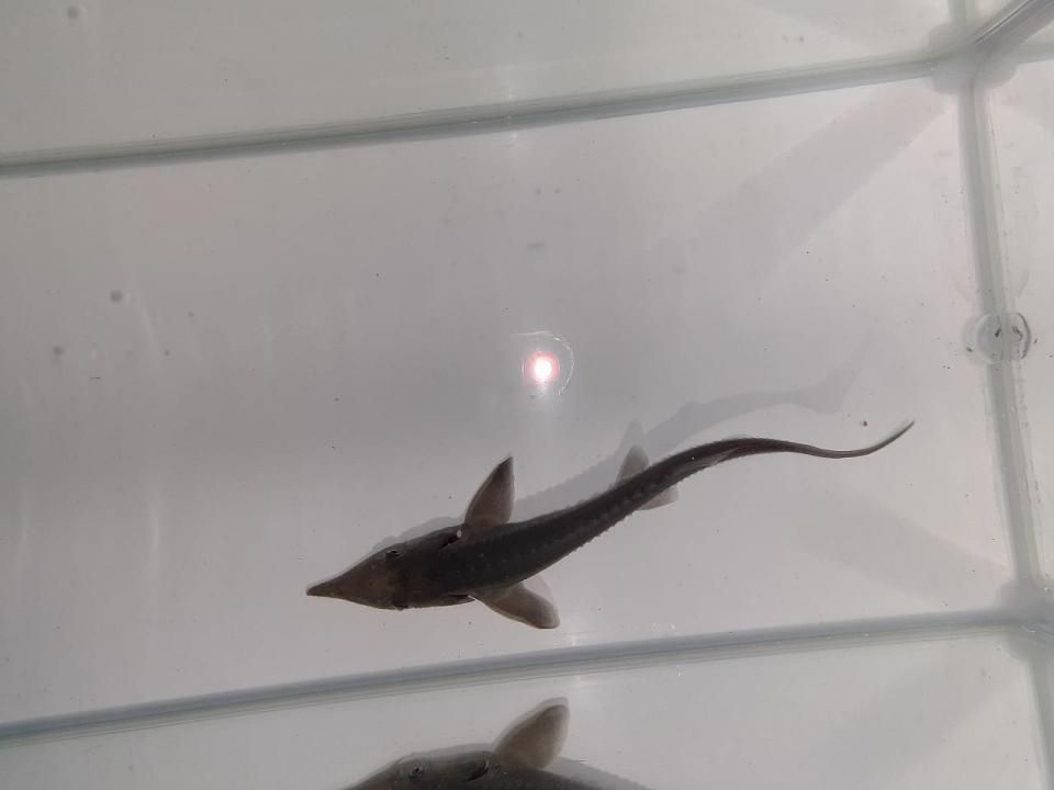  ٥ꥢ祦  13cm2025.06.17ߡ