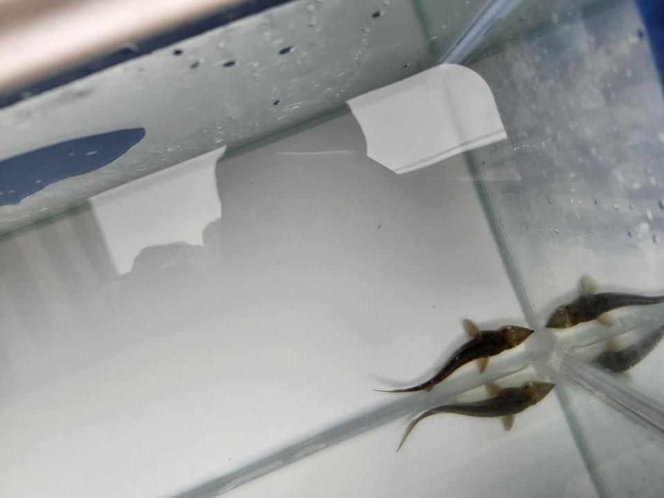 一点もの 訳あり個体 シベリアチョウザメ 12cm(2025.10.17現在)