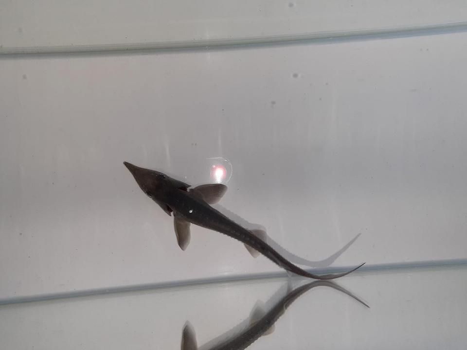  ٥ꥢ祦  13cm2025.06.17ߡ