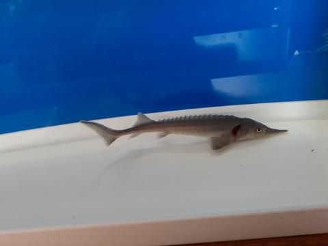  ٥ꥢ祦  13cm2025.06.17ߡ