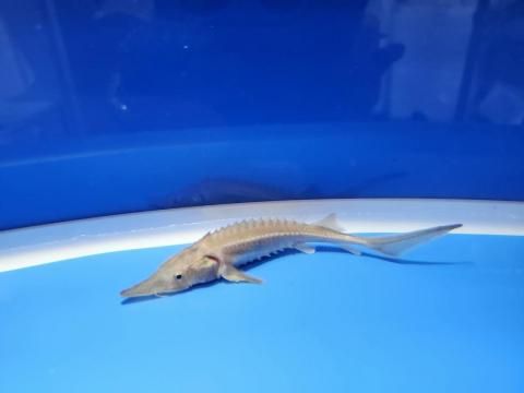   ٥ꥢ祦 11cm2025.10.28ߡ