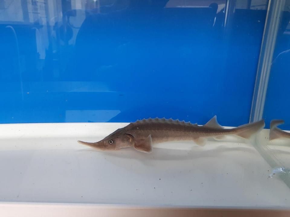  ٥ꥢ祦 16cm2025.05.17ߡ