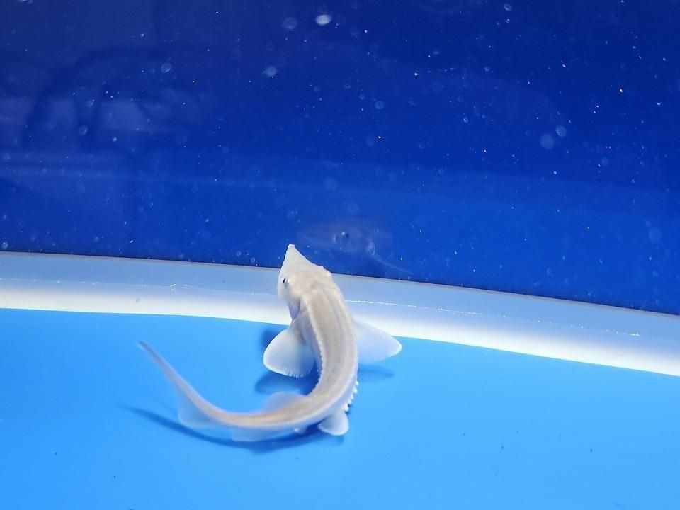  ٥ꥢ祦 11cm2025.11.13ߡ