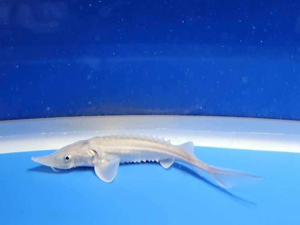  ٥ꥢ祦 11cm2025.11.13ߡ