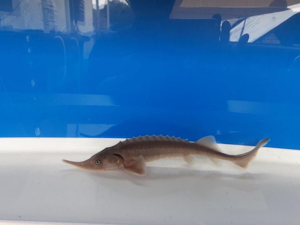  ٥ꥢ祦 16cm2025.05.17ߡ