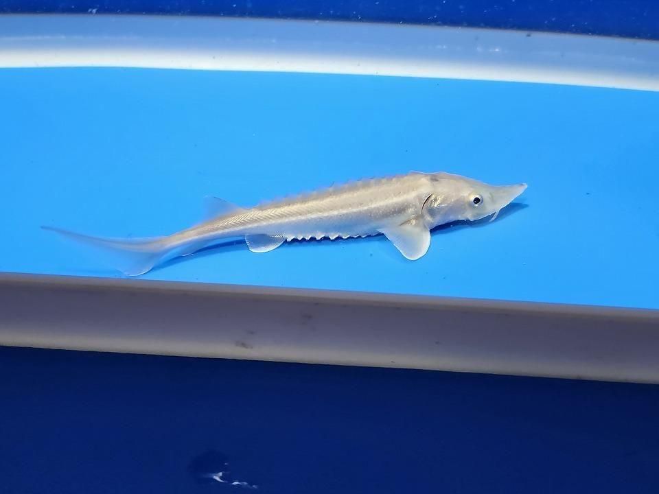  ٥ꥢ祦 11cm2025.11.13ߡ