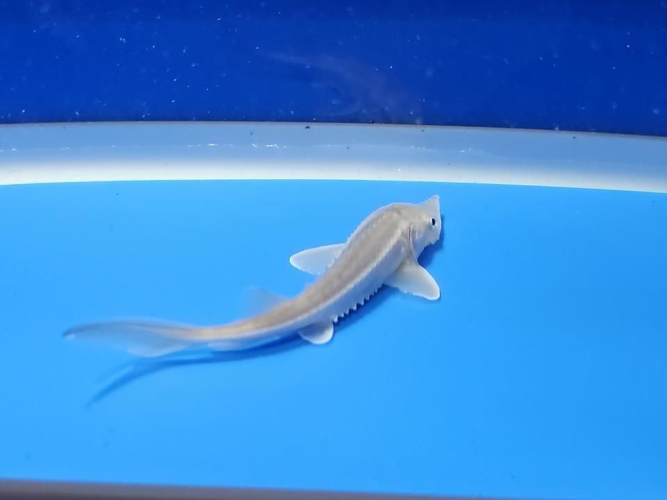  ٥ꥢ祦 11cm2025.11.13ߡ