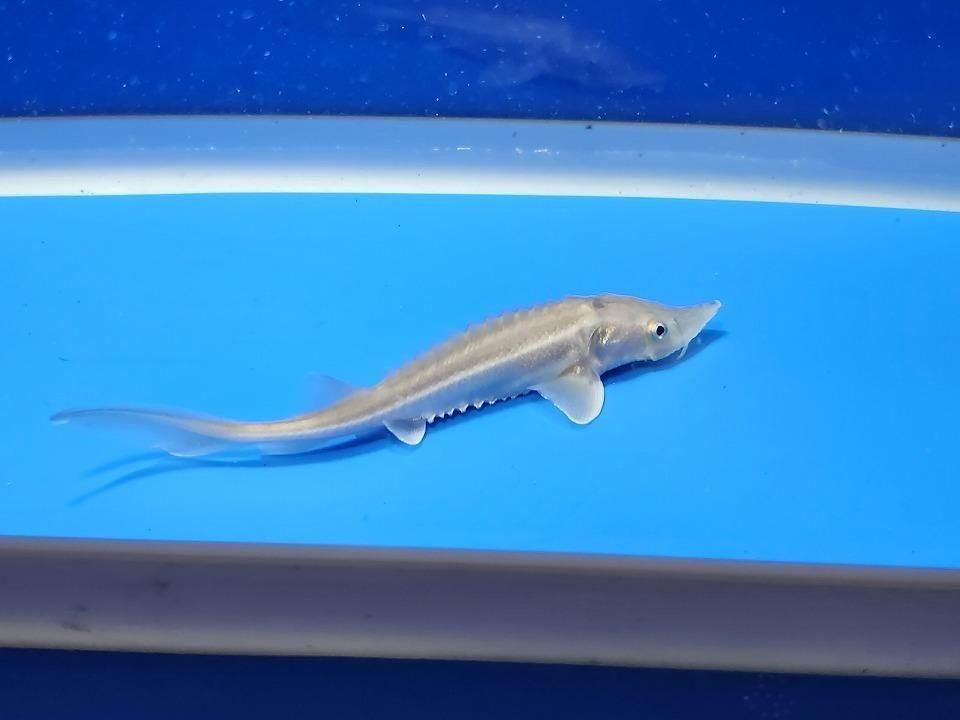  ٥ꥢ祦 11cm2025.11.13ߡ