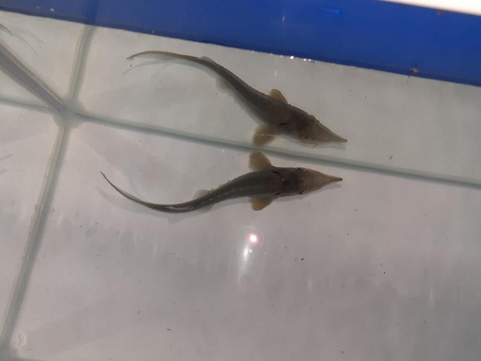  ٥ꥢ祦 13cm2025.06.01ߡ