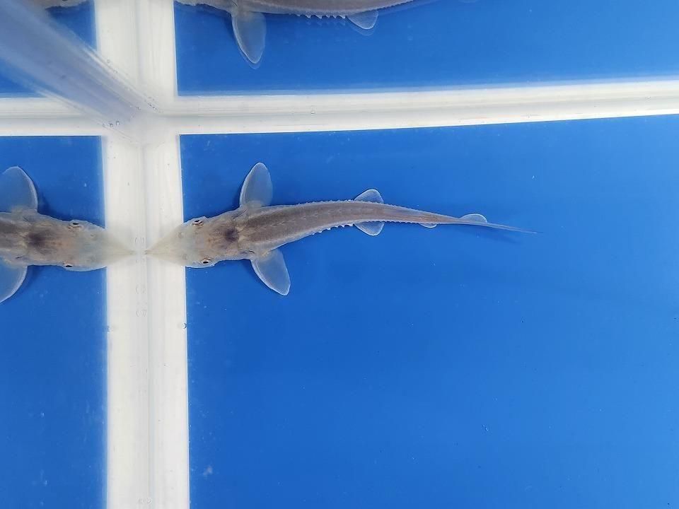  ٥ꥢ祦 11cm2025.11.13ߡ