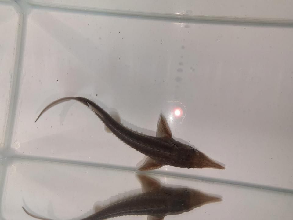  ٥ꥢ祦 16cm2025.05.17ߡ