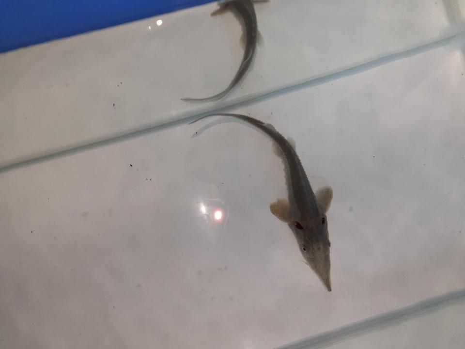 ٥ꥢ祦 13cm2025.06.01ߡ