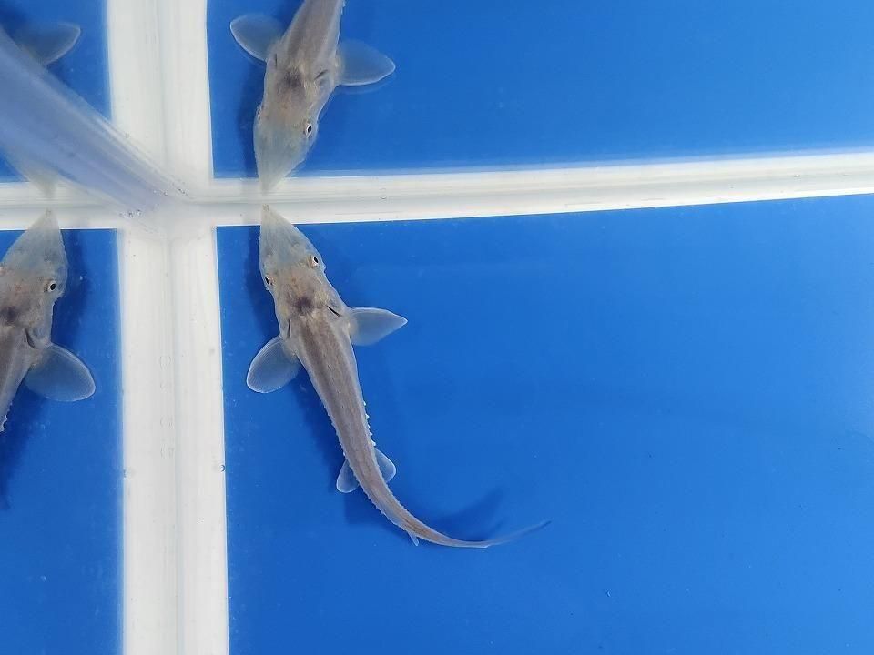  ٥ꥢ祦 11cm2025.11.13ߡ