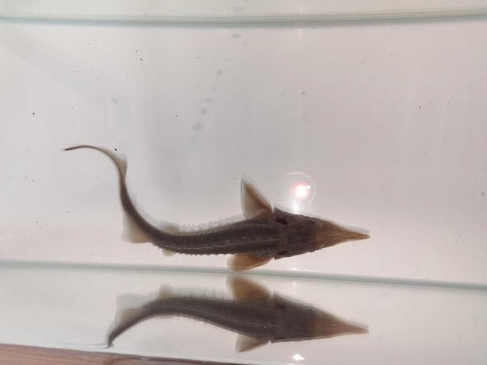  ٥ꥢ祦 16cm2025.05.17ߡ