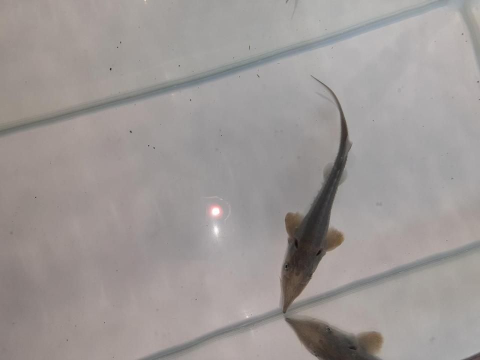  ٥ꥢ祦 13cm2025.06.01ߡ