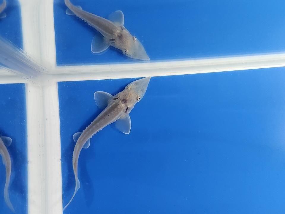  ٥ꥢ祦 11cm2025.11.13ߡ