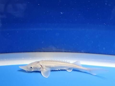  ٥ꥢ祦 11cm2025.11.13ߡ