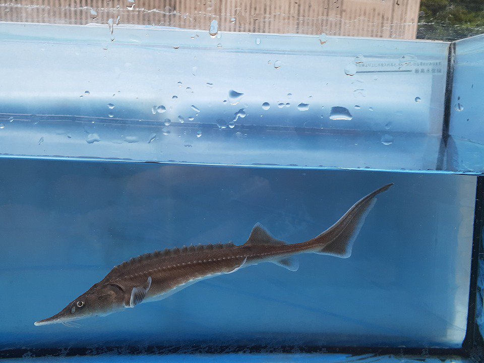 TOSAショッピングチョウザメ 稚魚 淡水魚 シベリア 体長15cm ±3cm 純正種