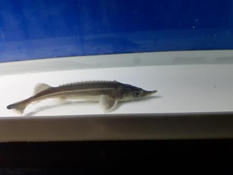  祦 38cm2023.09.15ߡ
