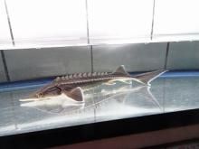 一点もの ベスタム(ベステル×アムールチョウザメ) 24cm(2021.04.10現在)