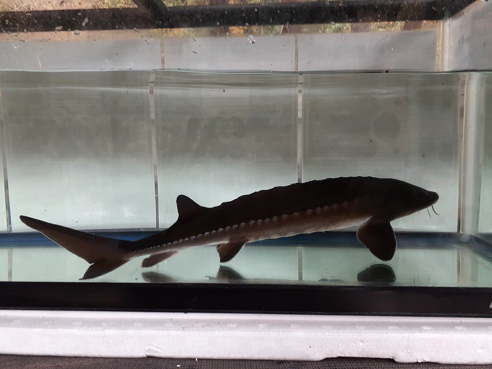 一点もの シロチョウザメ 40cm 22 12 16現在 観賞魚チョウザメの専門販売 廣島蝶鮫