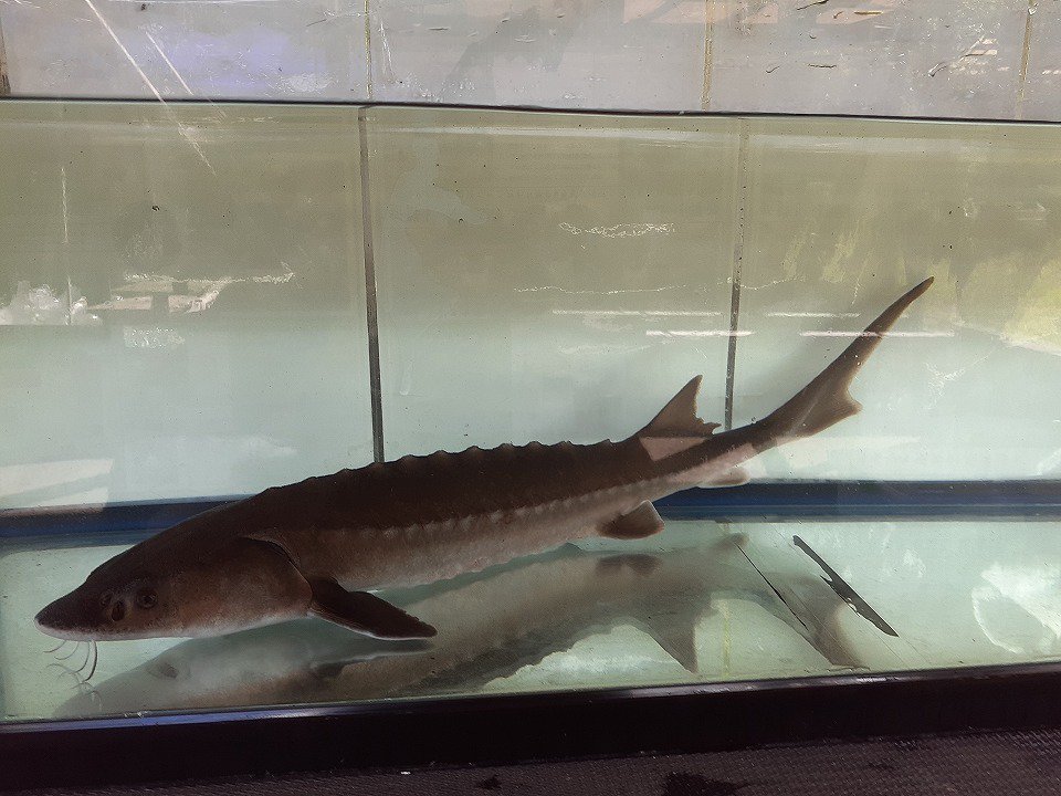 TOSAショッピングチョウザメ 稚魚 淡水魚 シベリア 体長15cm ±3cm 純正種