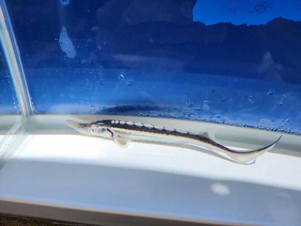  ۥ祦 18cm2025.09.29ߡ