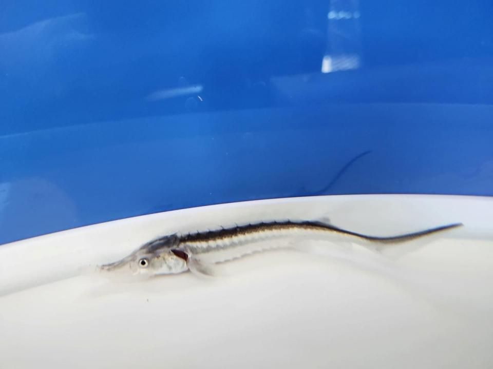   ۥ祦 4cm2025.07.01ߡ