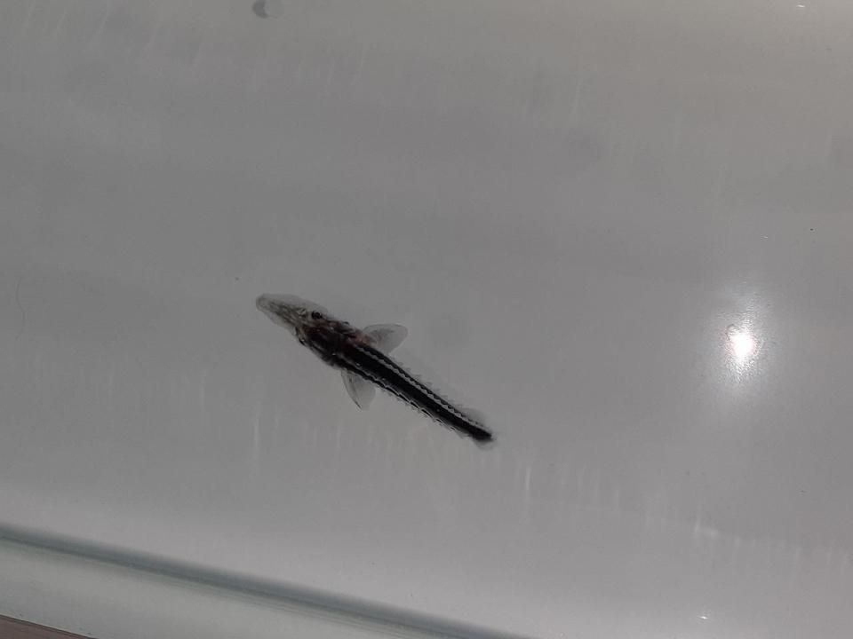   ۥ祦 4cm2025.07.01ߡ