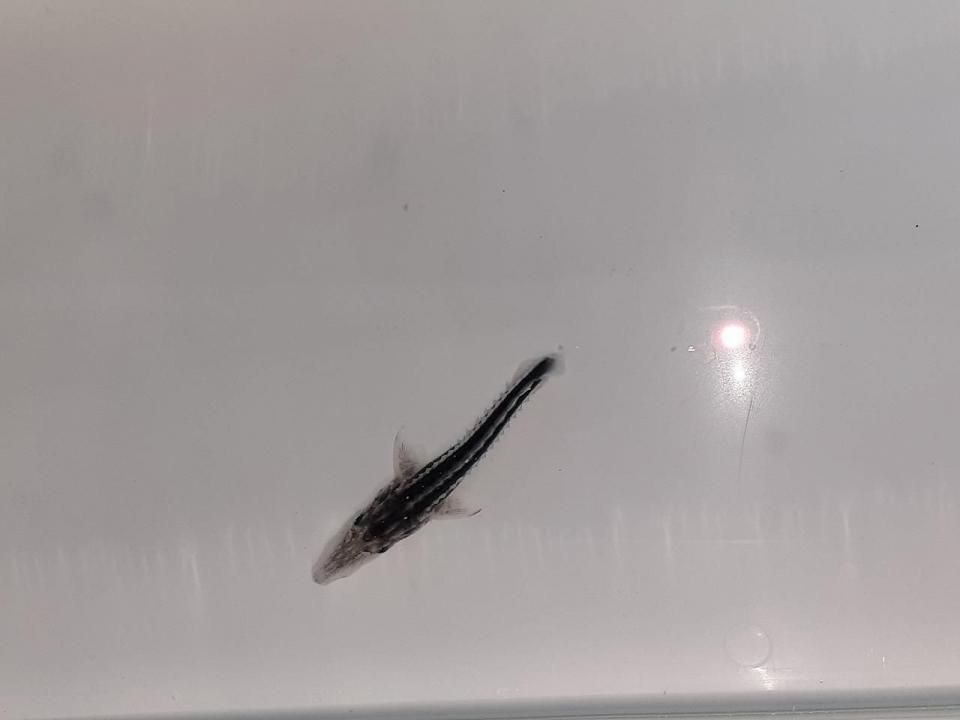   ۥ祦 4cm2025.07.01ߡ