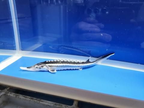  ۥ祦 19cm2025.10.28ߡ