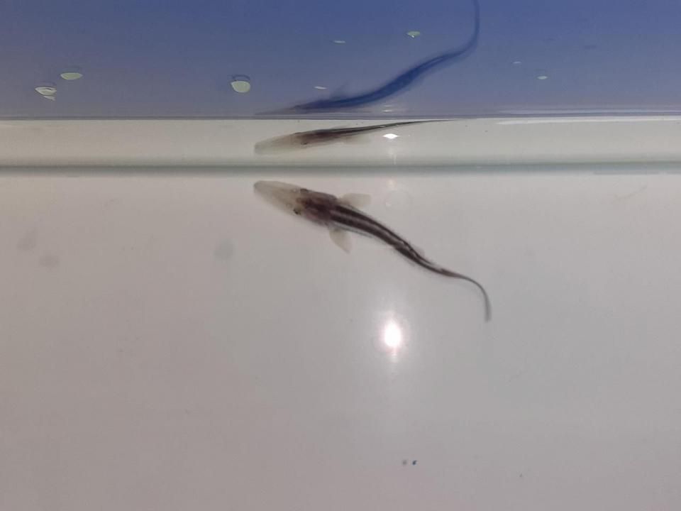  ۥ磻ȥۥ祦 8cm2025.07.01ߡ