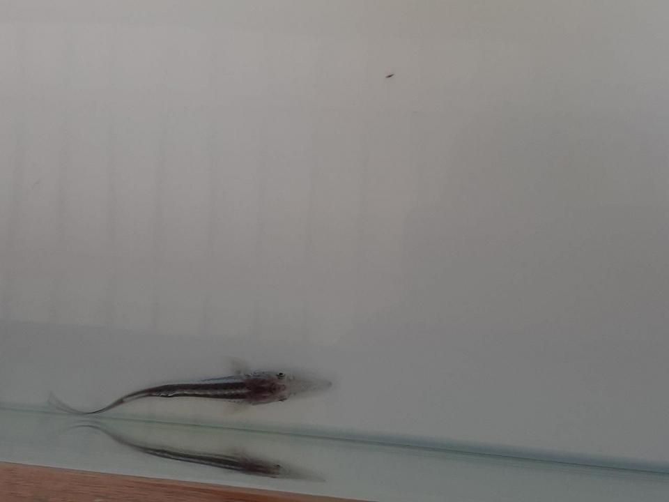  ۥ磻ȥۥ祦 8cm2025.07.01ߡ