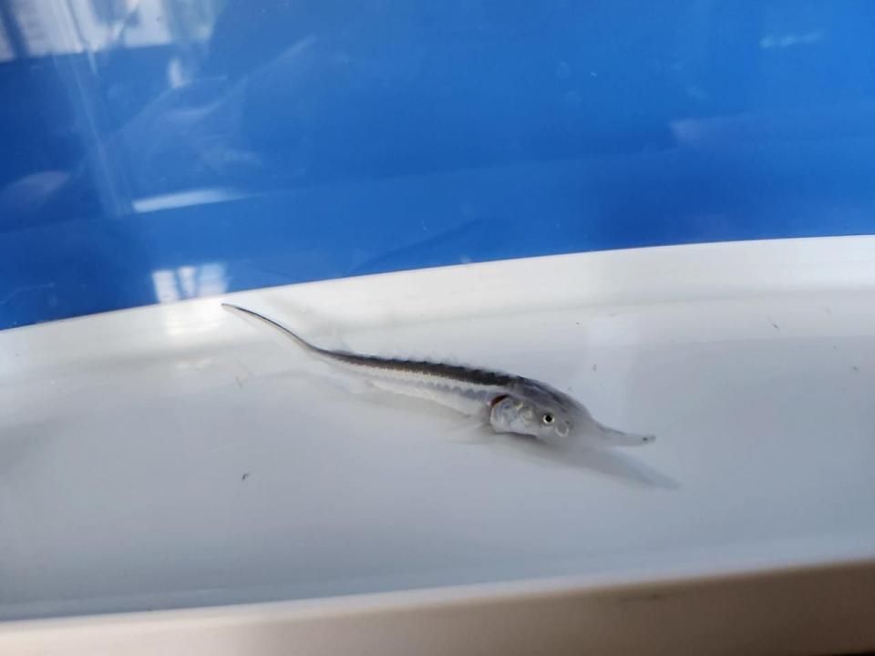   ۥ磻ȥۥ祦 8cm2025.07.01ߡ