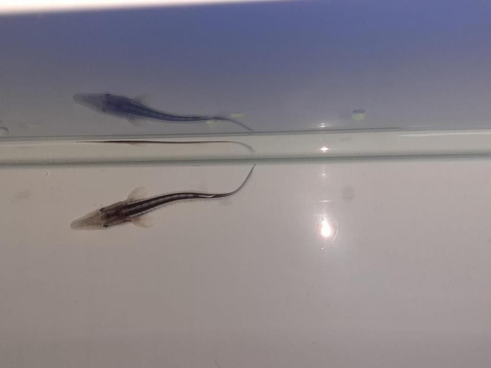   ۥ磻ȥۥ祦 8cm2025.07.01ߡ
