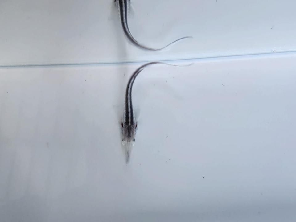   ۥ磻ȥۥ祦 8cm2025.07.01ߡ
