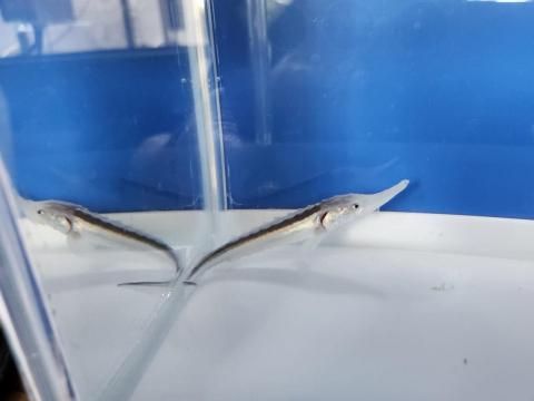   ۥ磻ȥۥ祦 8cm2025.07.01ߡ