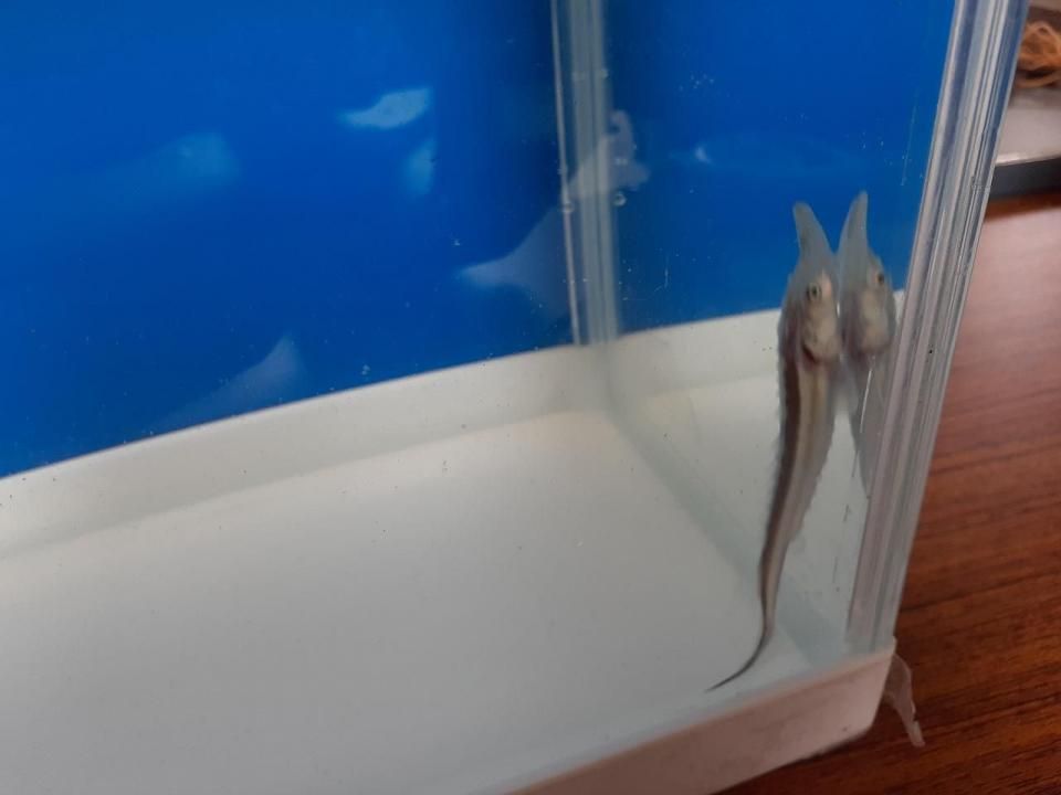   ۥ磻ȥۥ祦 8cm2025.07.03ߡ