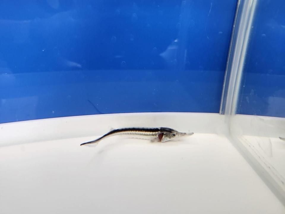   ۥ磻ȥۥ祦 8cm2025.07.03ߡ