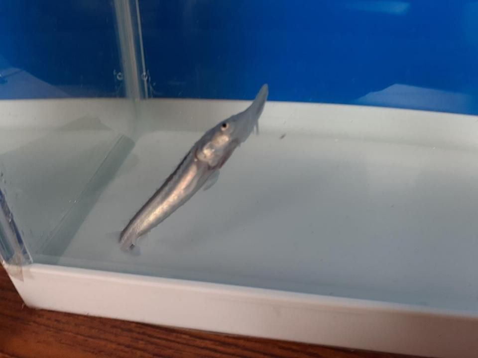   ۥ磻ȥۥ祦 8cm2025.07.03ߡ