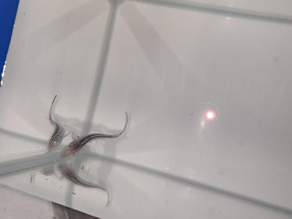   ۥ磻ȥۥ祦 8cm2025.07.03ߡ