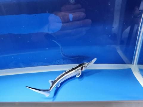    ۥ祦 19cm2025.10.21ߡ