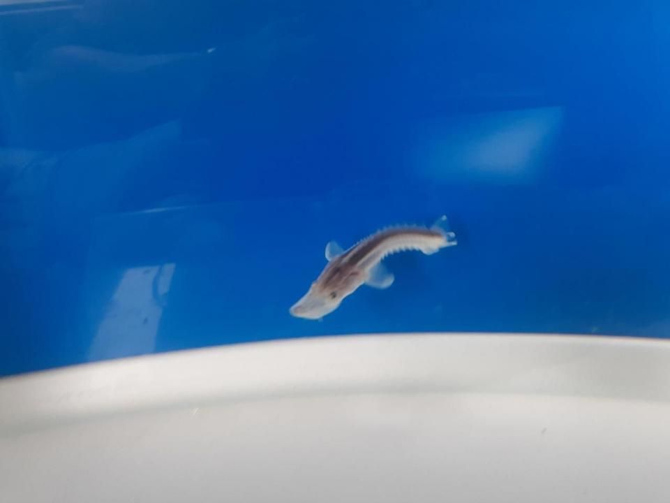   ۥ祦 4cm2025.07.03ߡ