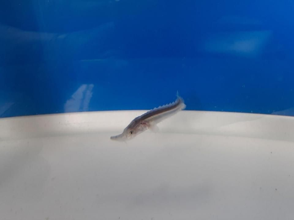   ۥ祦 4cm2025.07.03ߡ