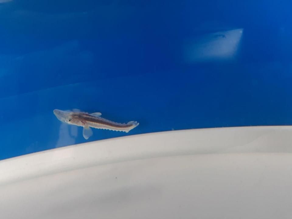  ۥ祦 4cm2025.07.03ߡ