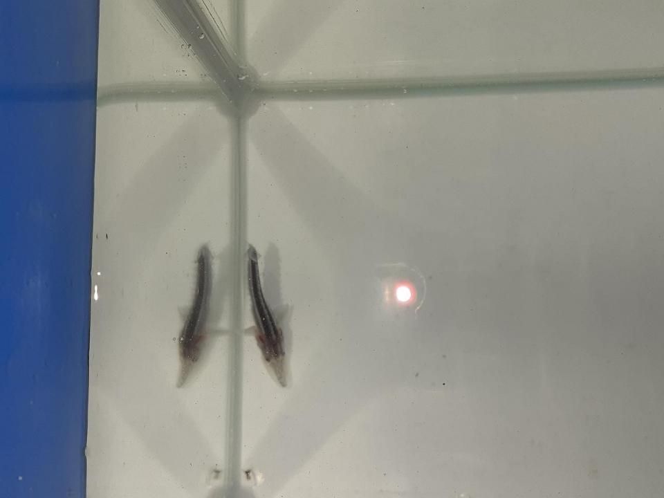   ۥ祦 4cm2025.07.03ߡ