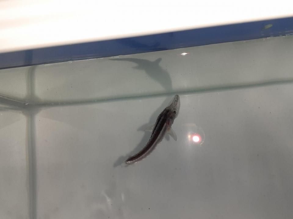  ۥ祦 4cm2025.07.03ߡ