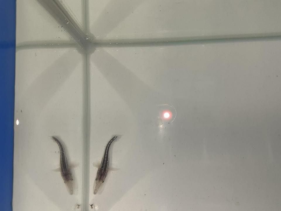   ۥ祦 4cm2025.07.03ߡ