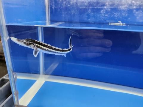  ۥ祦 13cm2025.10.28ߡ